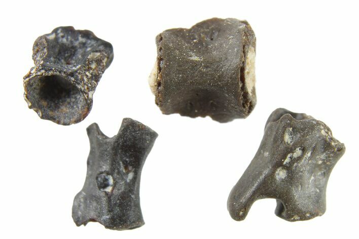 Four Permian Reptile Fossil Vertebrae - Oklahoma #261421